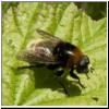 Merodon equestris - Narzissenschwebfliege 16.jpg